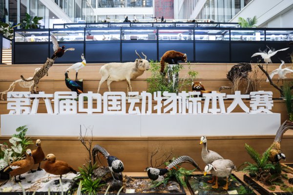 世界最高水平动物标本大赛初度移师上海，738件作品继承专科级严苛评审